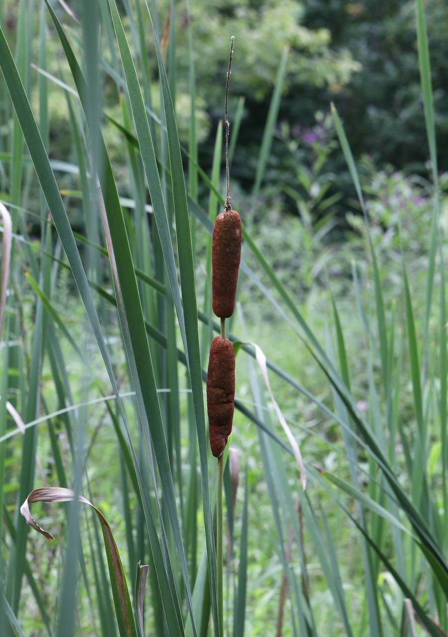 Photo of Hybrid Cattail